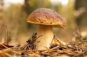 Hřib Po Rozkrojení Zčervená