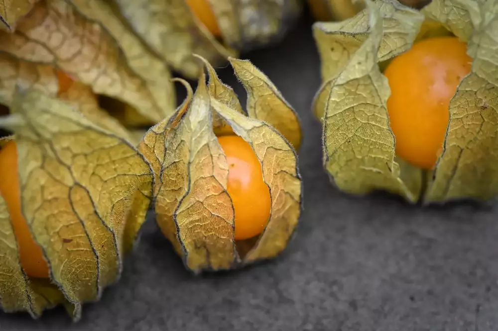 Physalis Ovoce