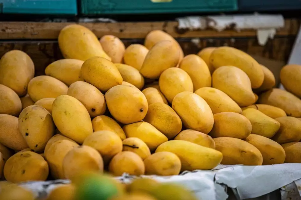 Jak Pestovat Mango